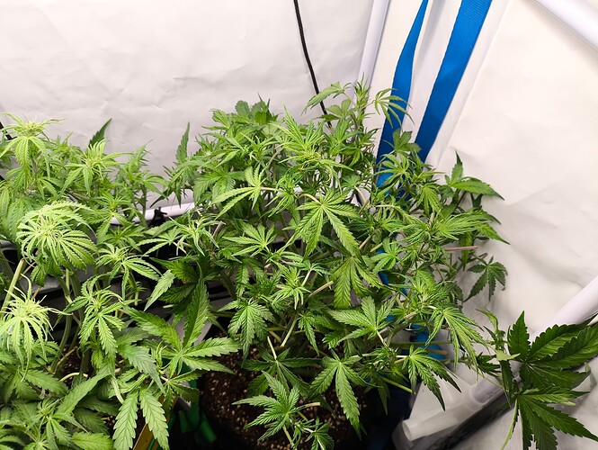 Growreport Bild 29
