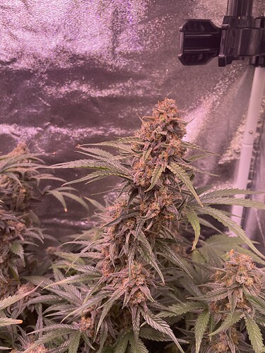 Growreport Bild 38