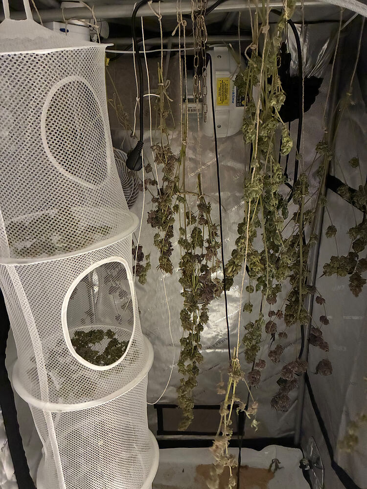 Vorbereitung auf Weihnachten mit Sour Diesel und Jungle Lava