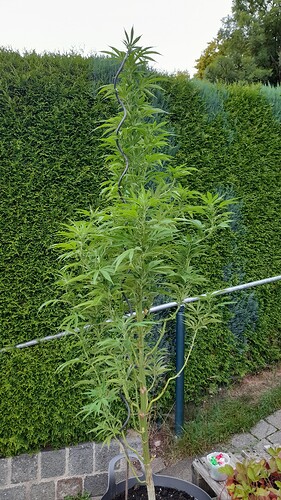 Growreport Bild 20