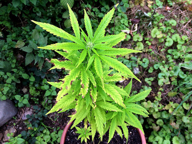 Grow26_0912_13_B1