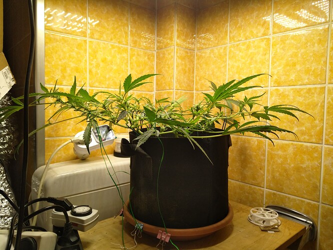 Growreport Bild 13