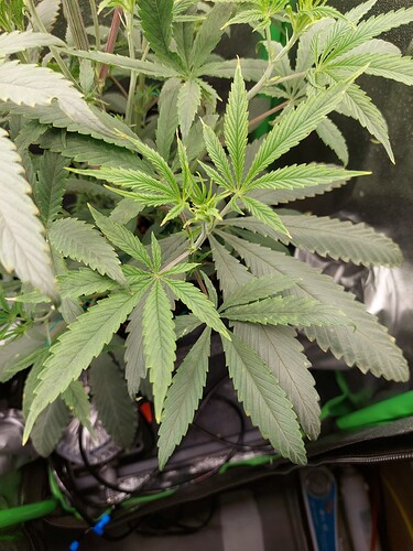 Growreport Bild 6