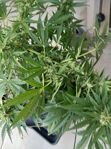 Growreport Bild 20