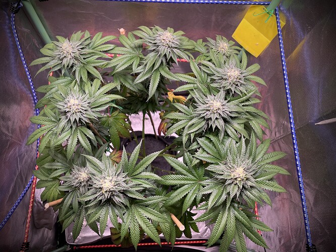 Growreport Bild 6