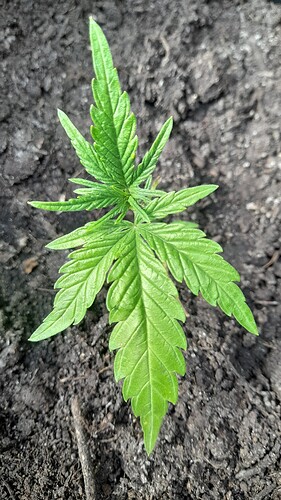 Growreport Bild 24