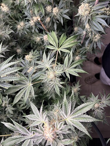 Growreport Bild 26