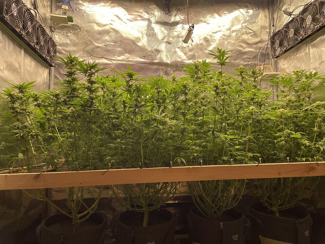 Mehrere Cannabis-Pflanzen in einem Zelt, die sich in der Blütephase befinden und von oben beleuchtet werden.
