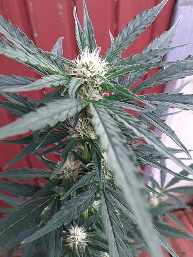 Growreport Bild 62