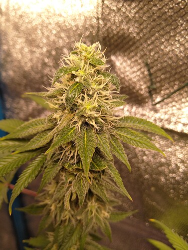 Growreport Bild 3