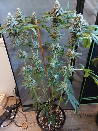 Growreport Bild 6