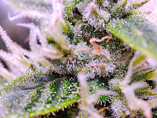 Growreport Bild 28