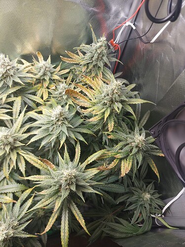 Growreport Bild 3