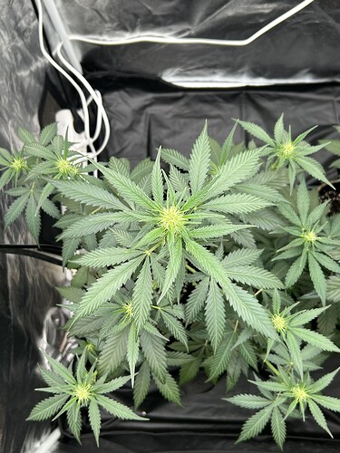 Growreport Bild 4