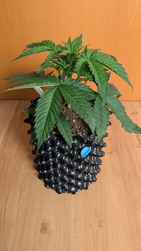 PXL_20250409_134344491.MP