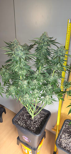 Growreport Bild 30
