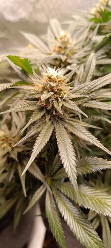 Growreport Bild 3