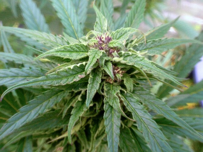 Growreport Bild 8