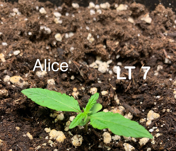 Growreport Bild 3