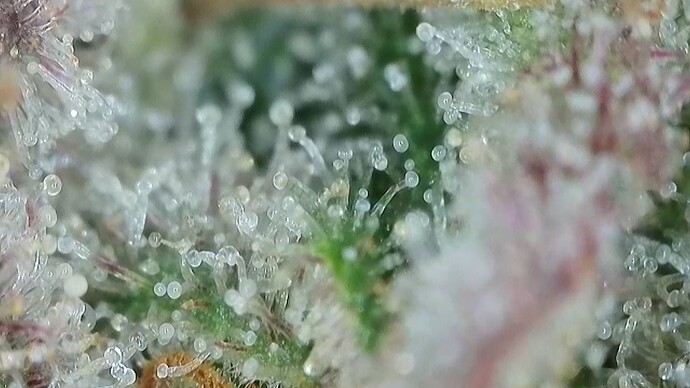 Growreport Bild 45