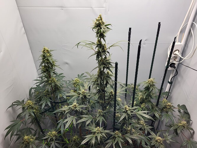 Growreport Bild 10