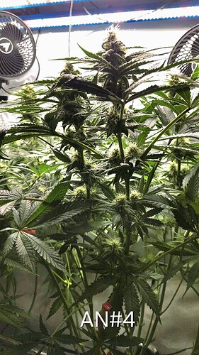 Growreport Bild 10