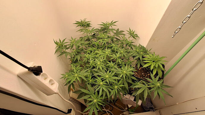 Growreport Bild 221