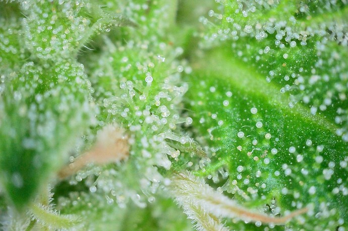 Grow25_1006_Trichome_BD1_3