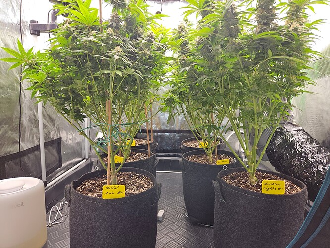 Growreport Bild 31