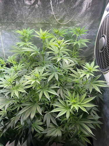 Growreport Bild 3