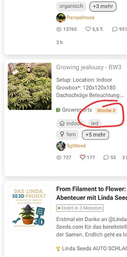 Mehrere Cannabis-Pflanzen in einem Innenanbauzelt, die sich in der Wachstumsphase befinden. Eine Pflanze ist deutlich größer als die anderen und zeigt Anzeichen von Blütenbildung.