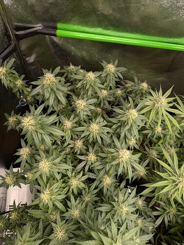 Growreport Bild 6