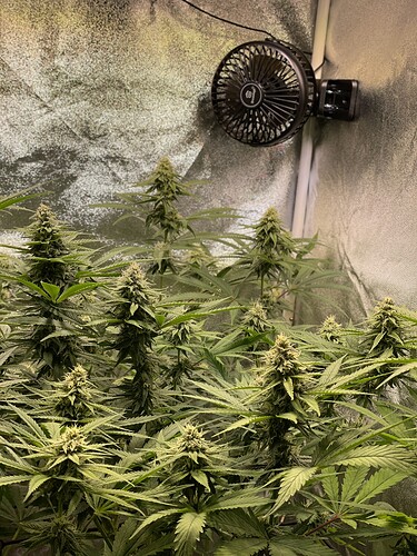 Growreport Bild 4