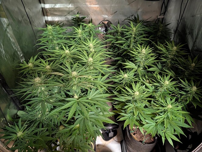 Growreport Bild 1