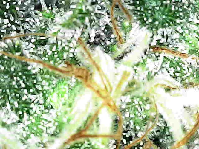 Growreport Bild 1
