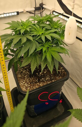 Growreport Bild 6