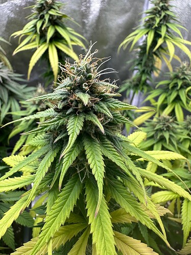 Growreport Bild 19