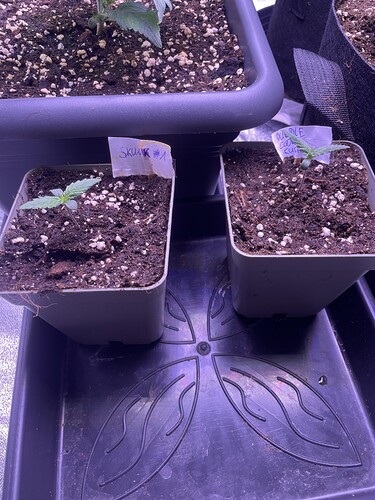 Growreport Bild 1