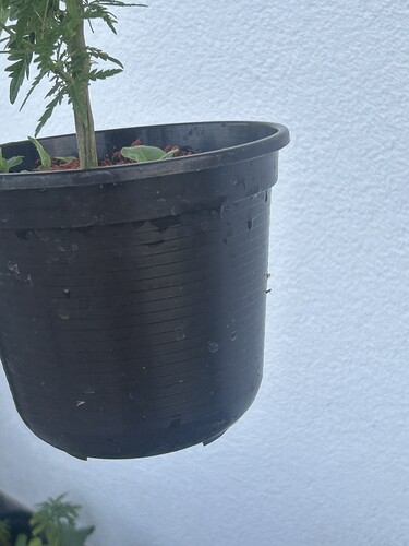 Growreport Bild 55