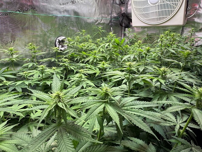 Growreport Bild 60
