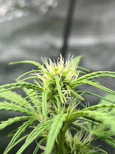 Growreport Bild 3