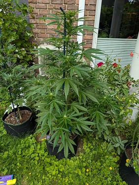 Growreport Bild 1