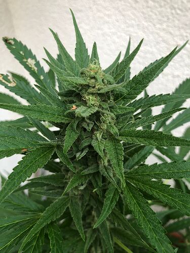 WhatsApp Image 2024-08-03 at 20.44.24 (1)