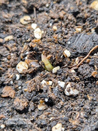 Hawaiian Snow Auto (Ganja Farmer) (1)