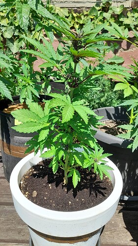 Growreport Bild 19
