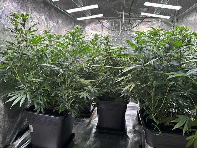 Growreport Bild 30