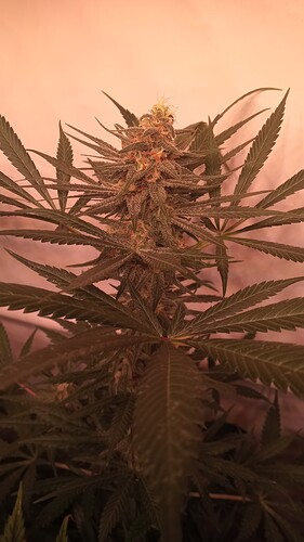 Growreport Bild 9
