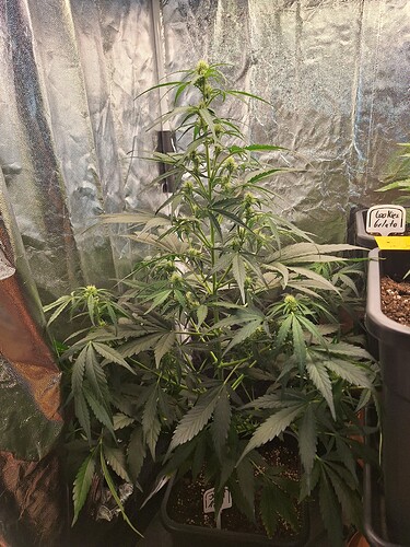 Growreport Bild 7