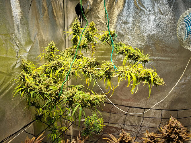 Eine blühende Cannabispflanze hängt von grünen Seilen in einer Growbox. Die Pflanze hat viele Blütenstände und gelbe Blätter.