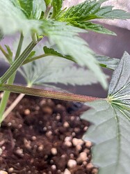 Growreport Bild 30